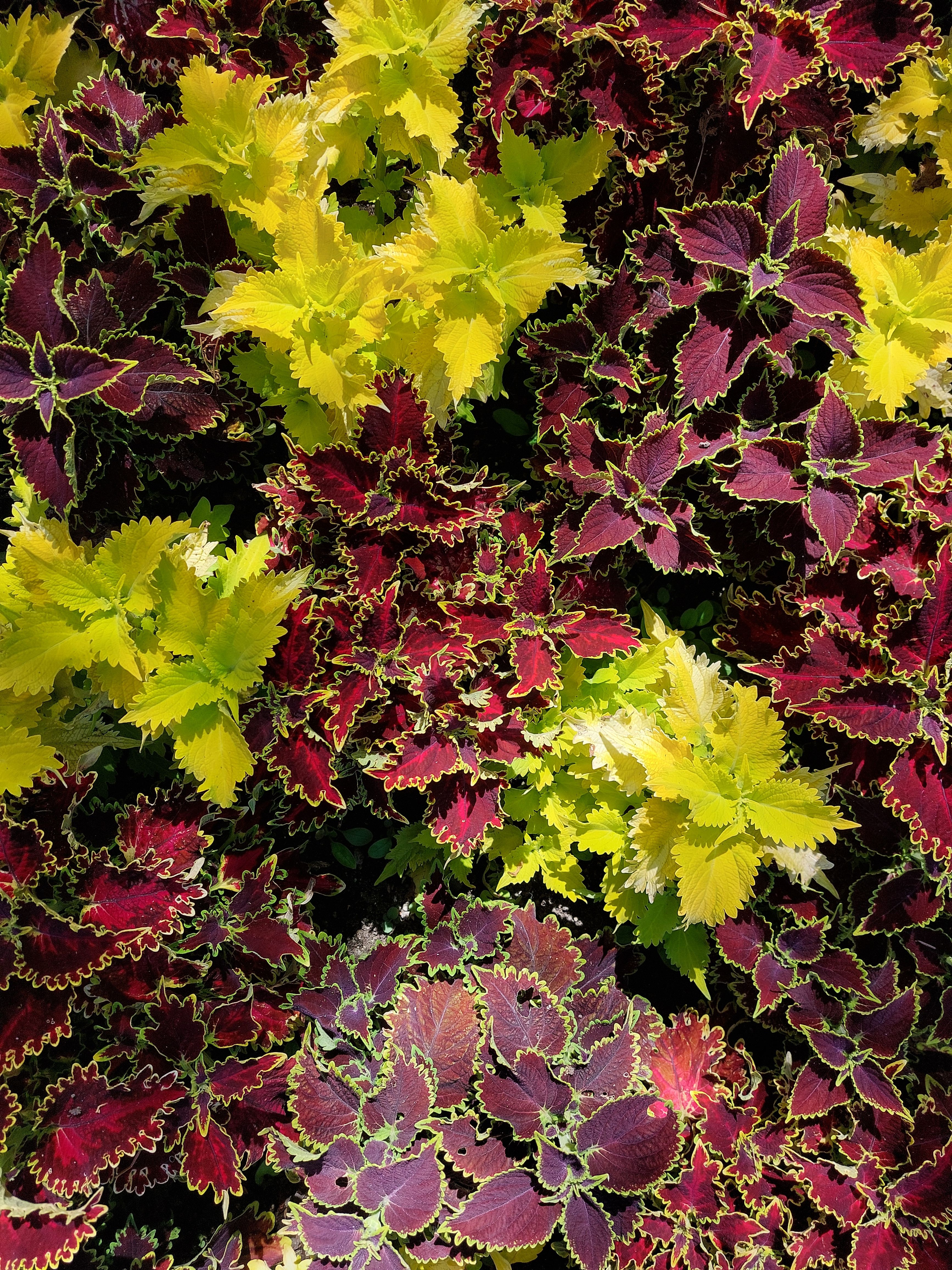 10jul24 - pic of some bright red green plants in the beauchart gardens