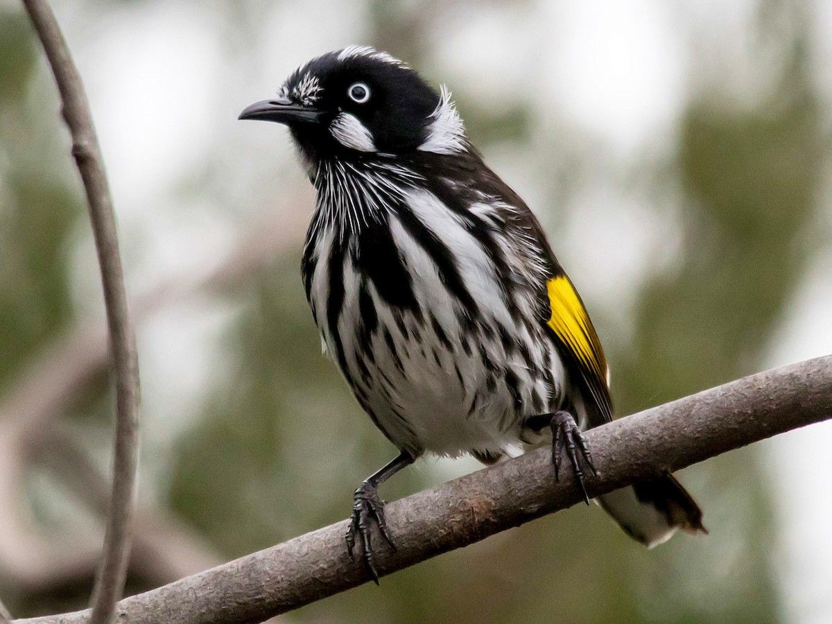 12jun25 - new holland honeyeater - lovely bird