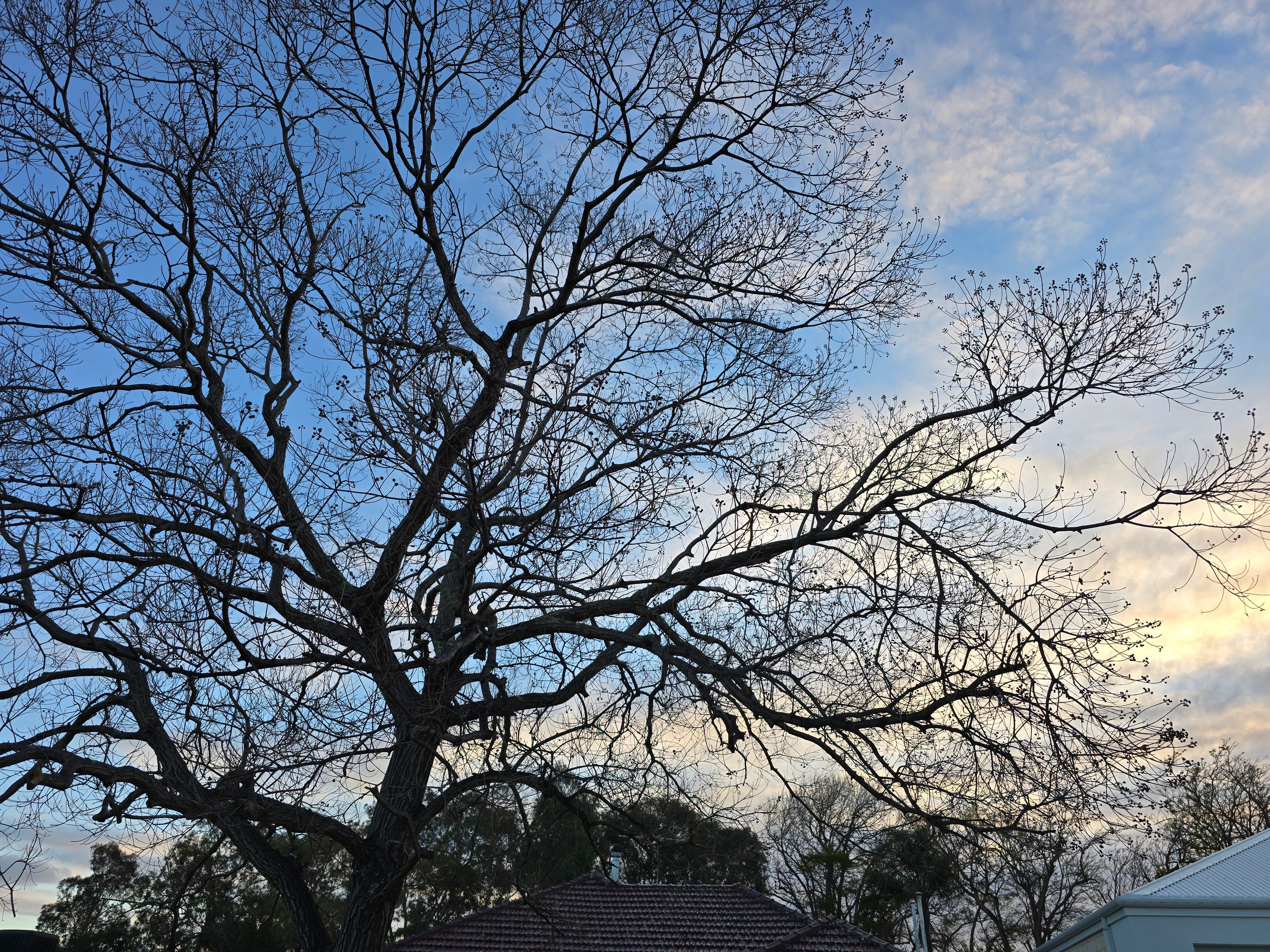 13aug24 - pic of a tree silouhette in the morning