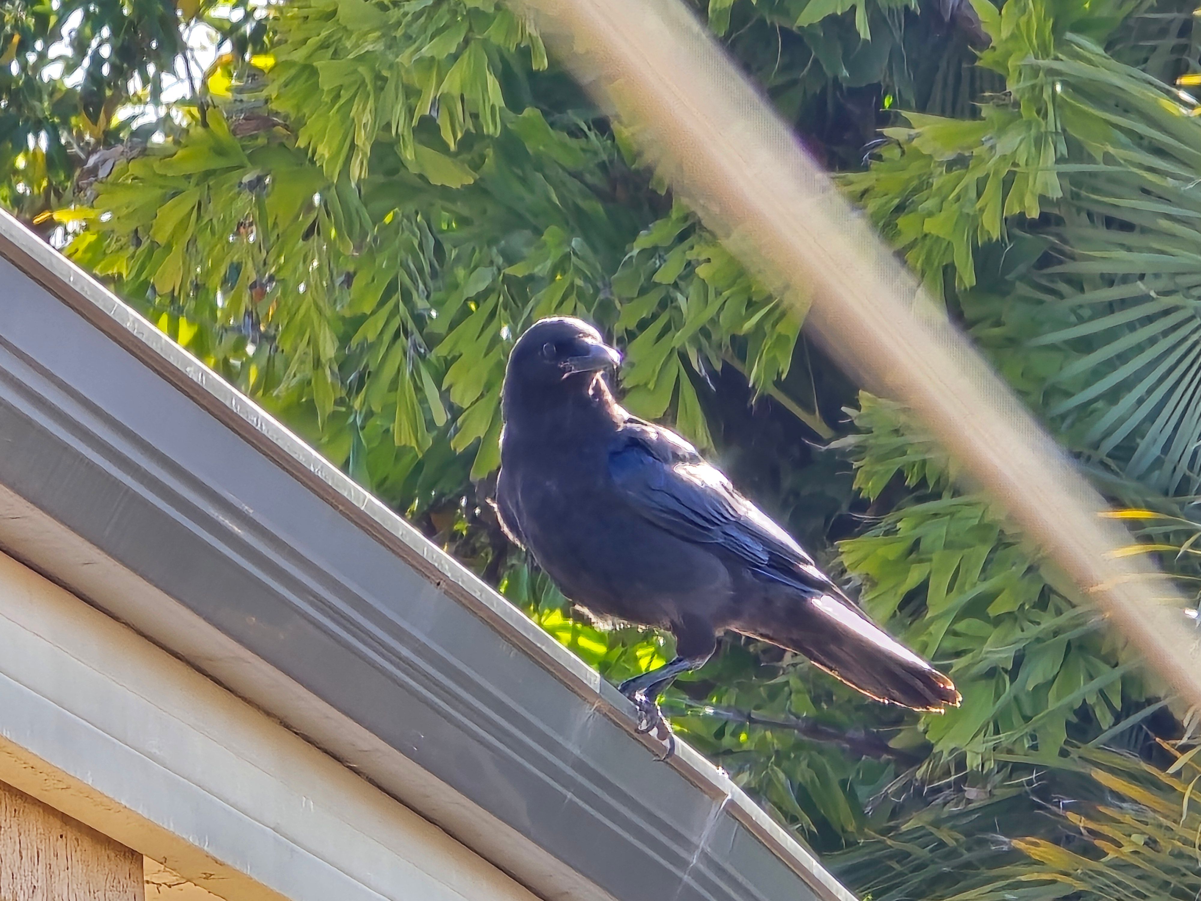 16nov24 - cool pic of a crow striking a pose