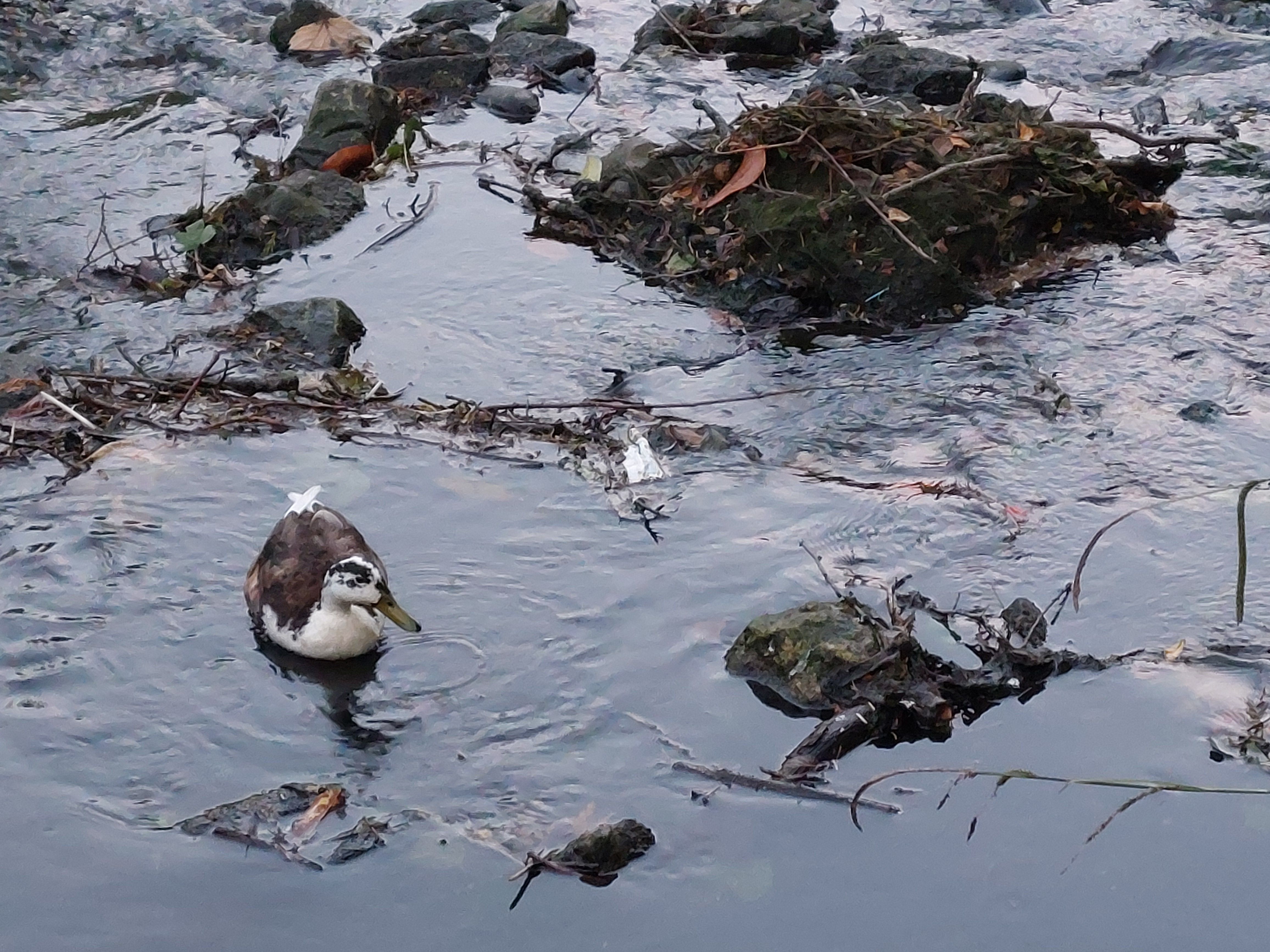17jun24 - cool duck in the park near my uncles place