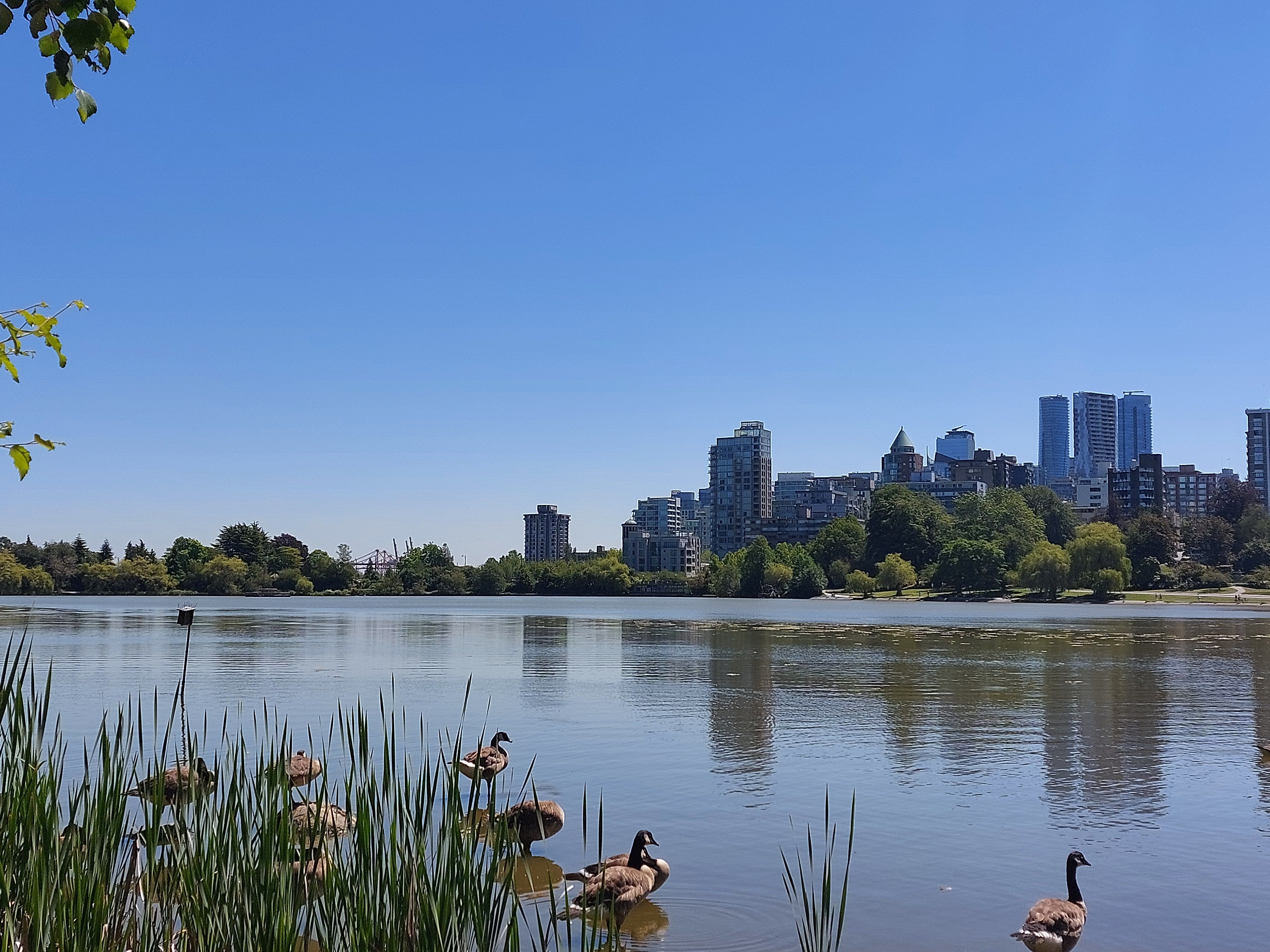 20jul24 - pic of some geese backdropped by toronto