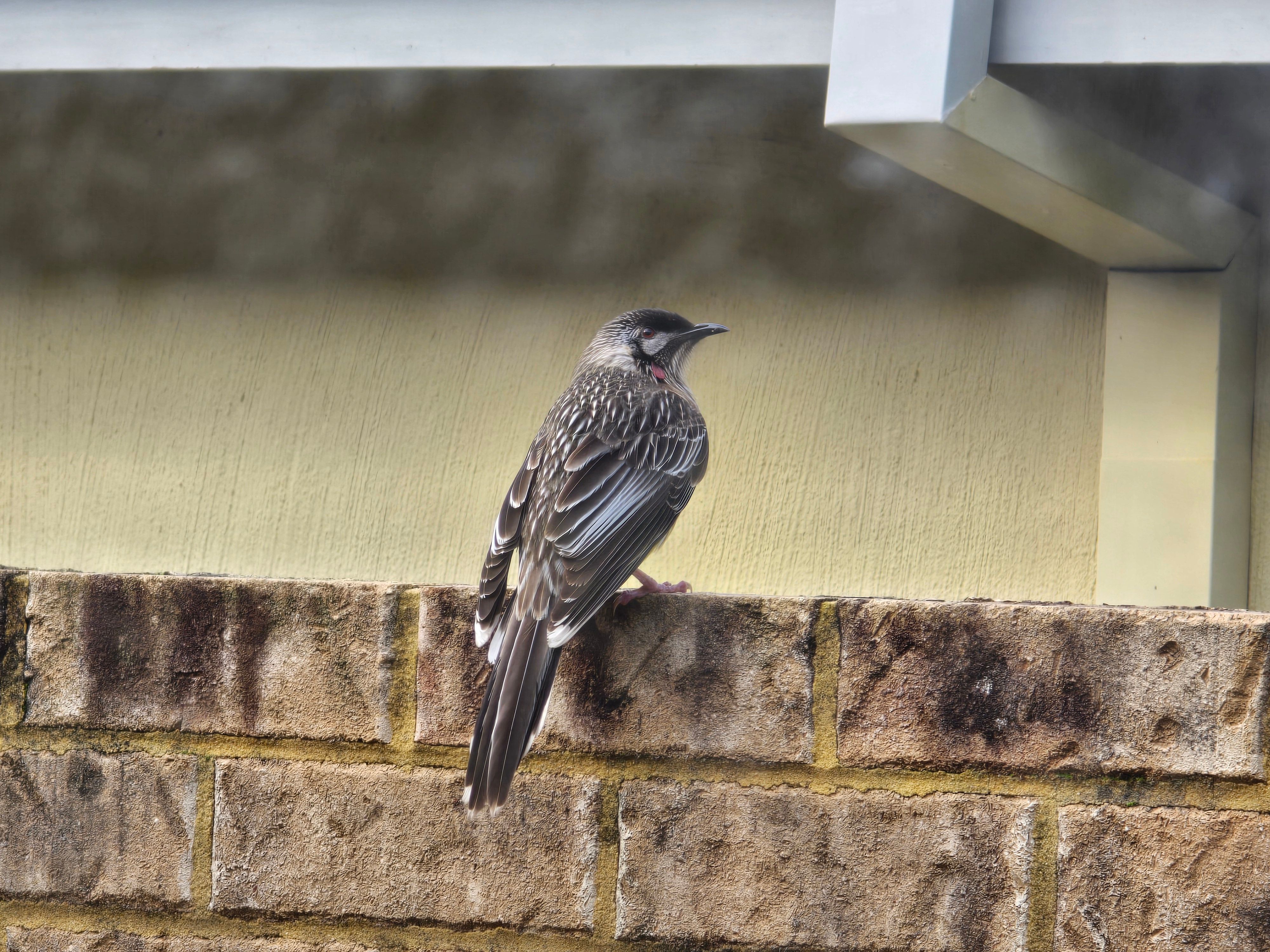 29aug24 - red wattlebird chilling outside my room